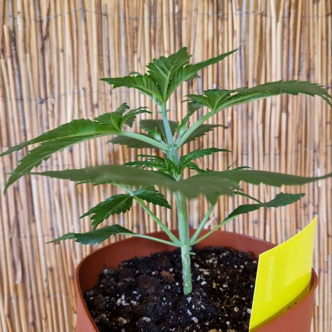 Auto Blueberry growlog timeline photo