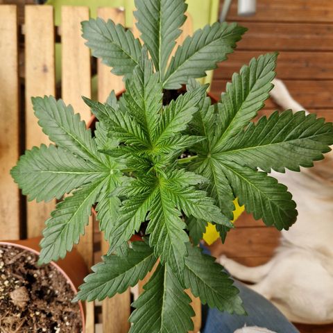 Auto Blueberry growlog timeline photo