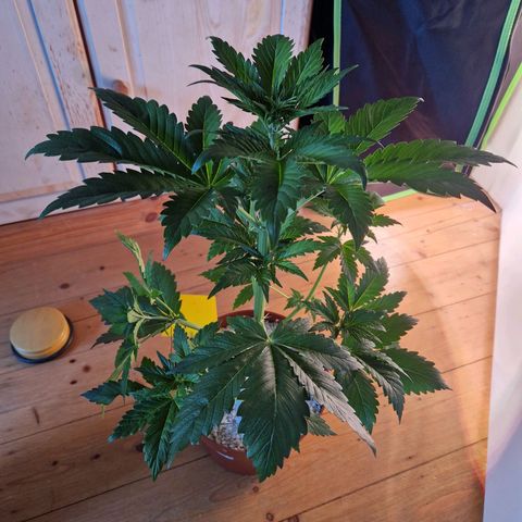 Auto Blueberry growlog timeline photo