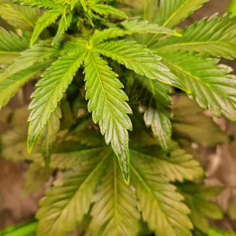 Auto Blueberry growlog timeline photo