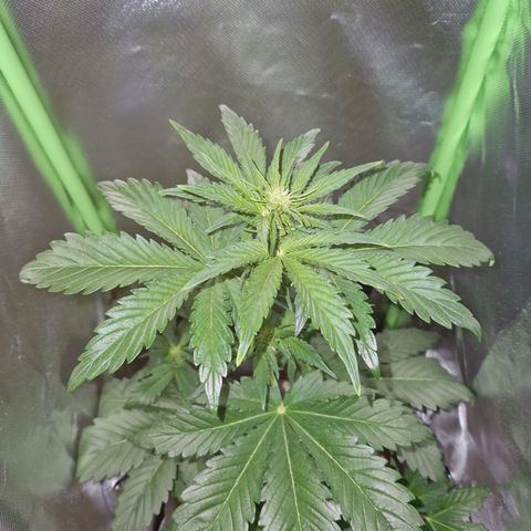 Auto Blueberry growlog timeline photo