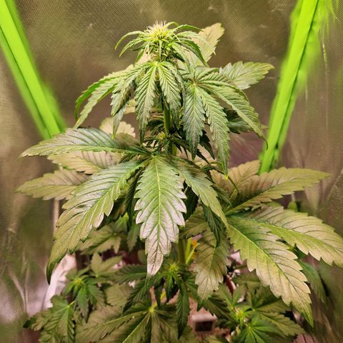 Auto Blueberry growlog timeline photo