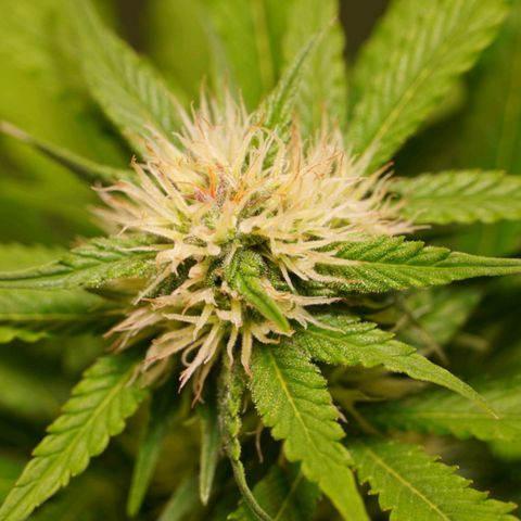 Auto Blueberry growlog timeline photo