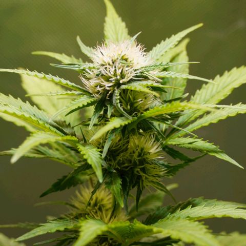 Auto Blueberry growlog timeline photo