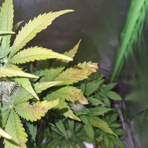 Auto Blueberry growlog photo: Höchstwahrscheinlich Magneiummangel
