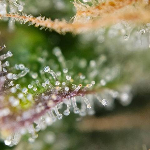 Auto Blueberry growlog timeline photo