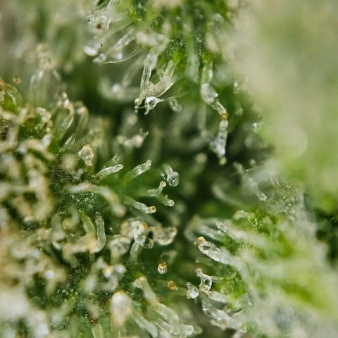 Auto Blueberry growlog timeline photo