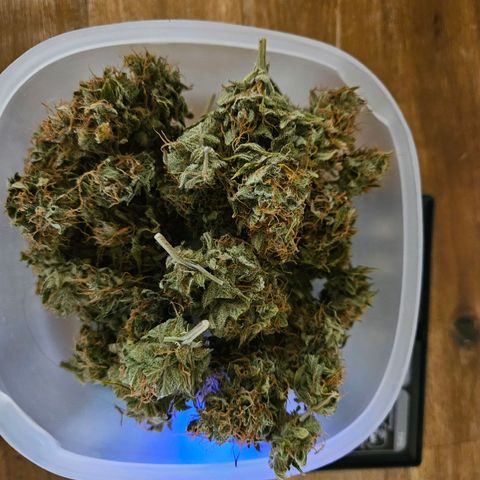 Auto Blueberry growlog timeline photo