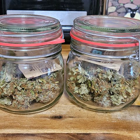 Auto Blueberry growlog timeline photo