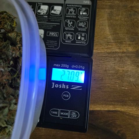 Auto Blueberry growlog timeline photo