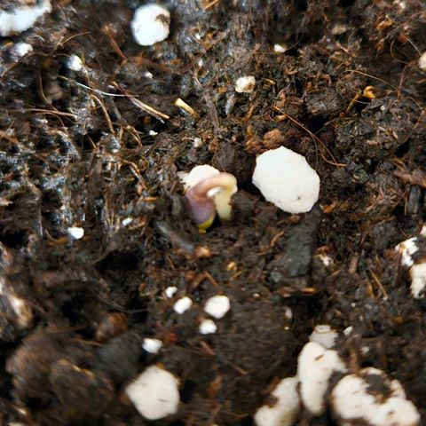 Orange Bud (Svantje) growlog photo