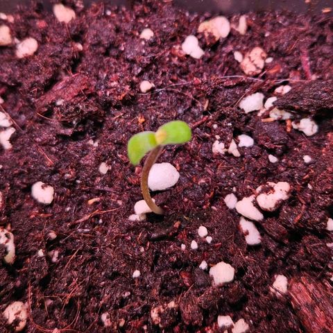 Orange Bud (Svantje) growlog photo