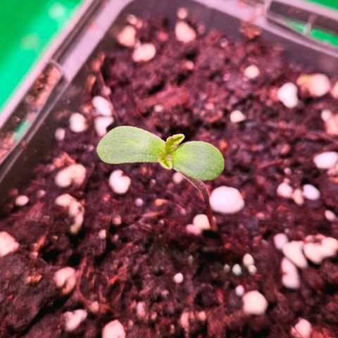Orange Bud (Svantje) growlog photo