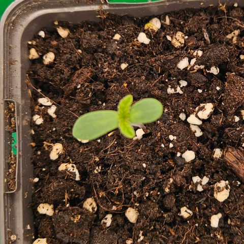 Orange Bud (Svantje) growlog photo