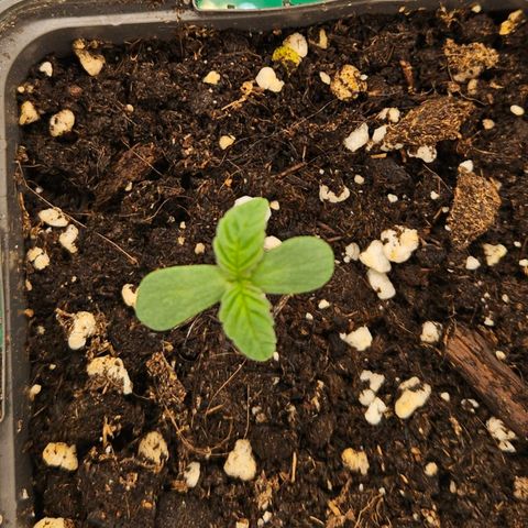 Orange Bud (Svantje) growlog photo