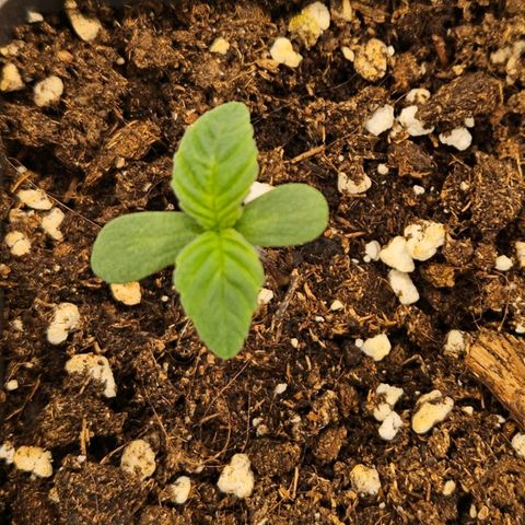 Orange Bud (Svantje) growlog timeline photo