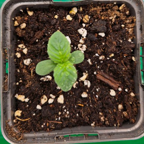 Orange Bud (Svantje) growlog timeline photo