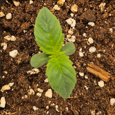 Orange Bud (Svantje) growlog timeline photo