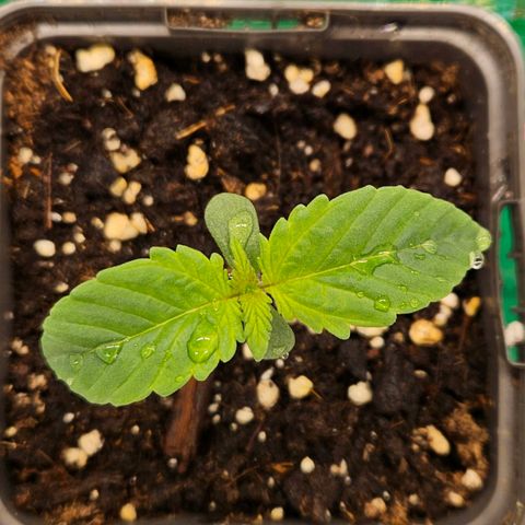 Orange Bud (Svantje) growlog timeline photo