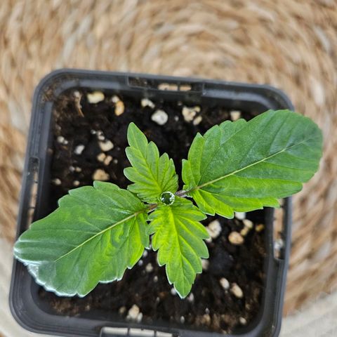 Orange Bud (Svantje) growlog timeline photo