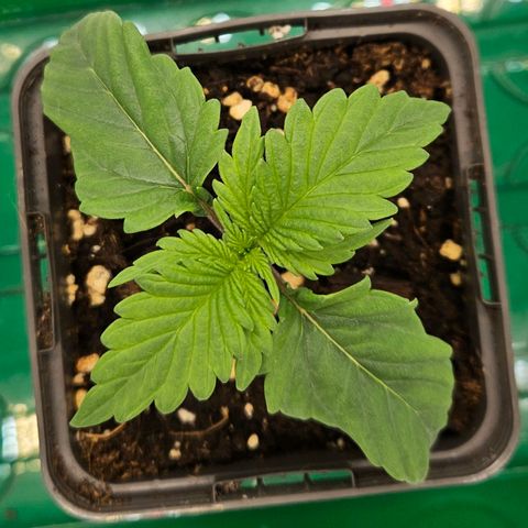 Orange Bud (Svantje) growlog timeline photo