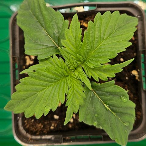 Orange Bud (Svantje) growlog timeline photo