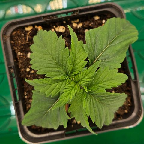 Orange Bud (Svantje) growlog timeline photo