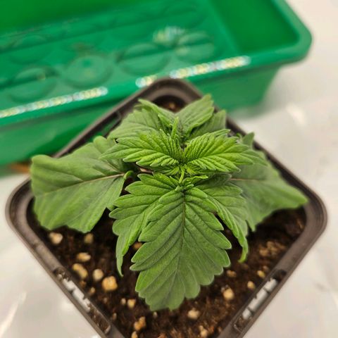 Orange Bud (Svantje) growlog timeline photo