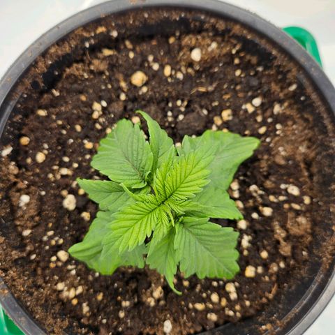 Orange Bud (Svantje) growlog timeline photo