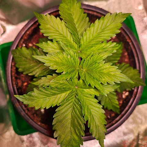 Orange Bud (Svantje) growlog timeline photo