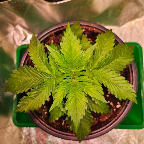 Orange Bud (Svantje) growlog timeline photo