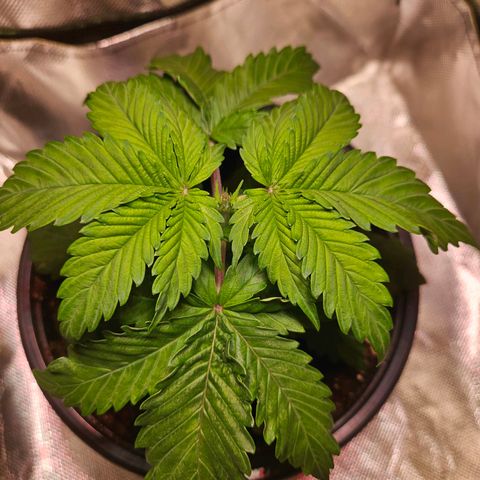 Orange Bud (Svantje) growlog timeline photo