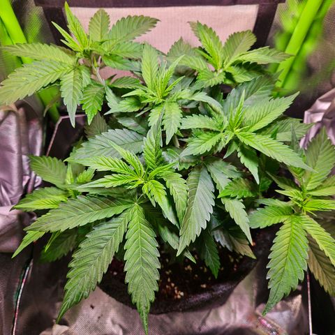 Orange Bud (Svantje) growlog timeline photo