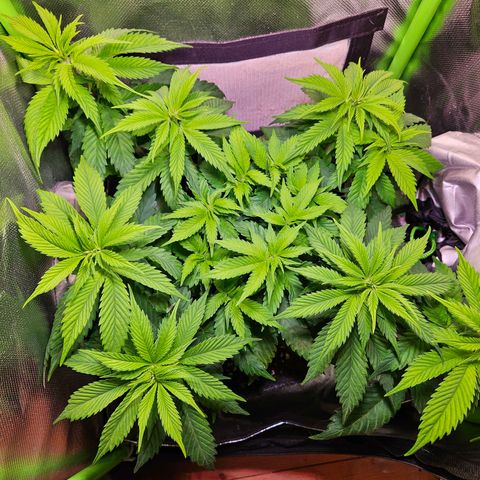 Orange Bud (Svantje) growlog timeline photo