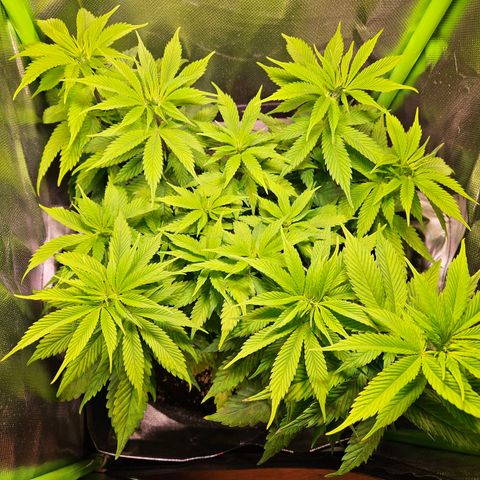 Orange Bud (Svantje) growlog timeline photo