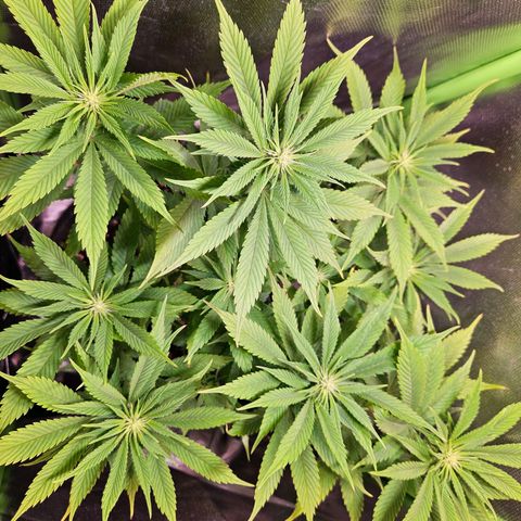 Orange Bud (Svantje) growlog timeline photo