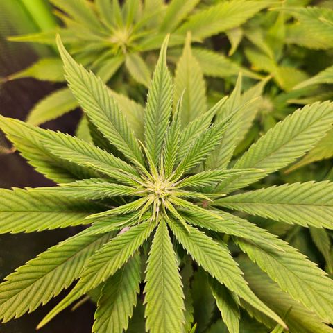 Orange Bud (Svantje) growlog timeline photo