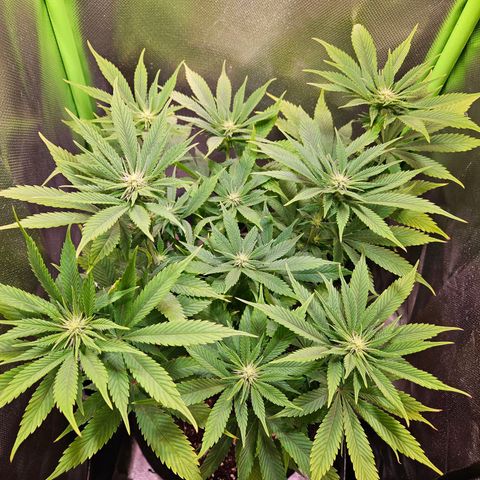 Orange Bud (Svantje) growlog timeline photo