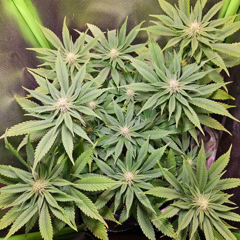 Orange Bud (Svantje) growlog timeline photo