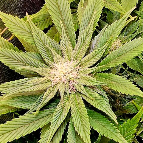 Orange Bud (Svantje) growlog timeline photo