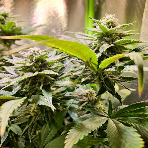 Orange Bud (Svantje) growlog timeline photo
