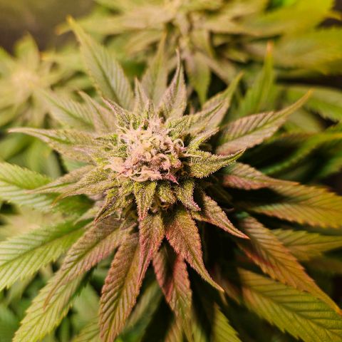 Orange Bud (Svantje) growlog photo: Seit heute fängt sie an zu purzeln.