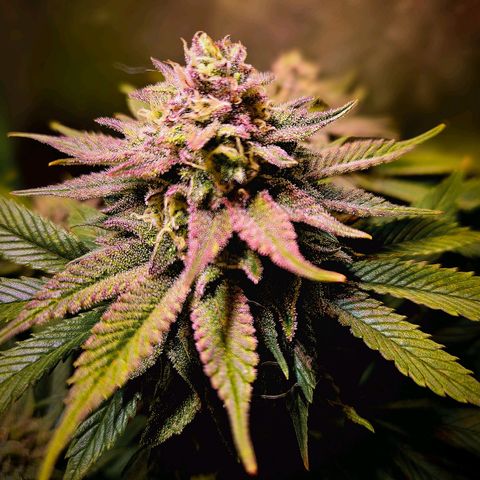 Orange Bud (Svantje) growlog timeline photo
