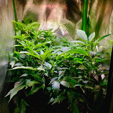 Amelie growlog timeline photo