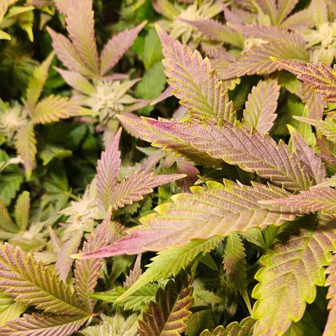 Amelie growlog timeline photo