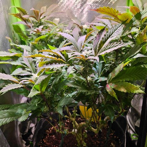 Amelie growlog timeline photo