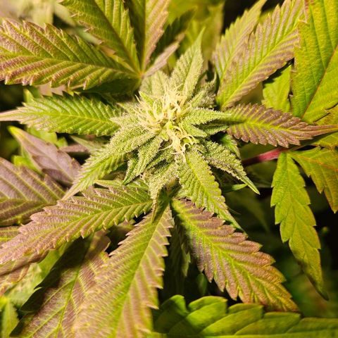 Amelie growlog timeline photo