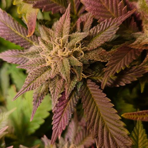 Amelie growlog timeline photo