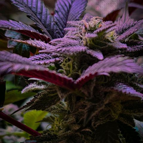 Amelie growlog timeline photo