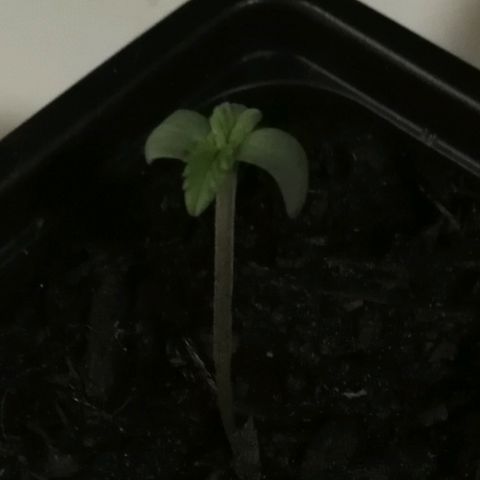 BG #1 growlog timeline photo